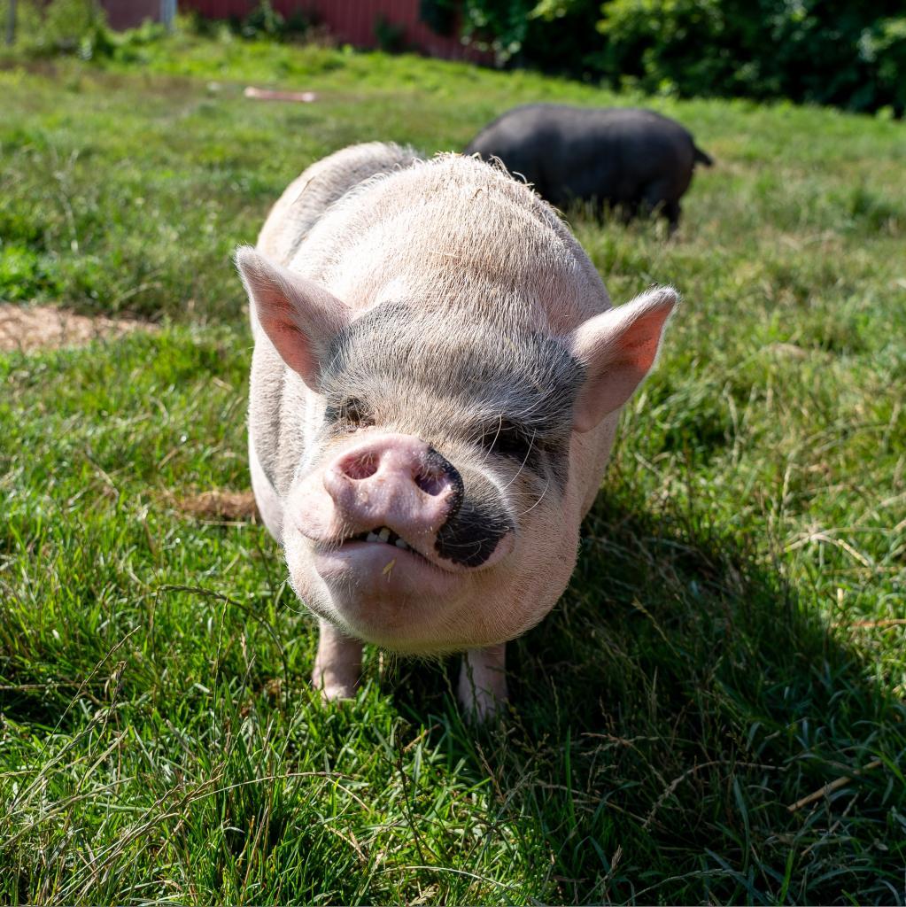 Blake, a Adoptable Vietnamese Pot Bellied in Fairport, NY image 2/5