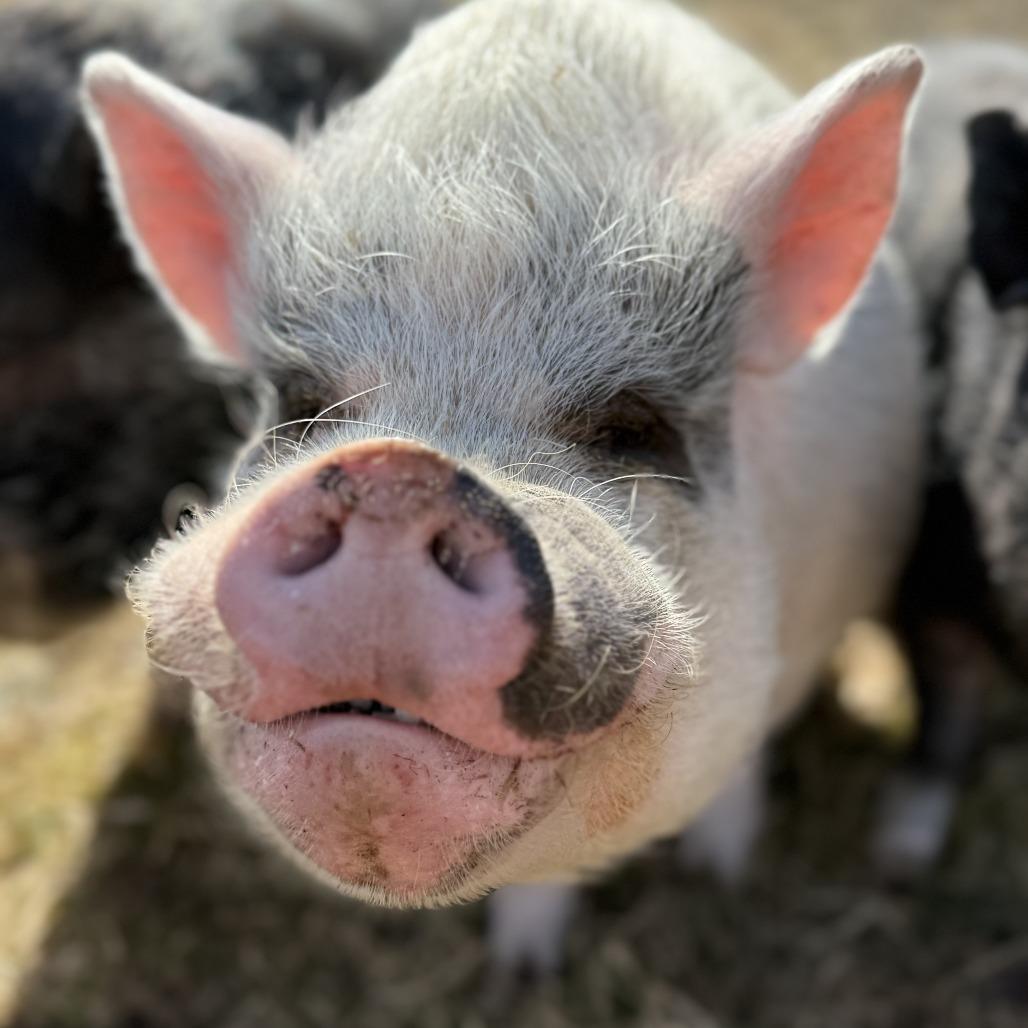 Blake, a Adoptable Vietnamese Pot Bellied in Fairport, NY image 3/5