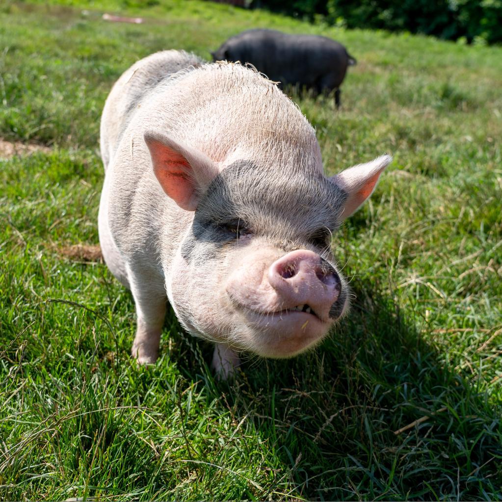Blake, a Adoptable Vietnamese Pot Bellied in Fairport, NY image 4/5