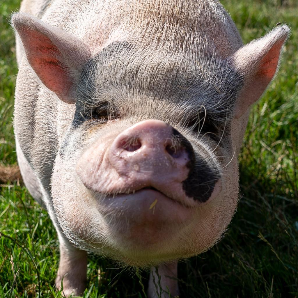 Blake, a Adoptable Vietnamese Pot Bellied in Fairport, NY image 5/5