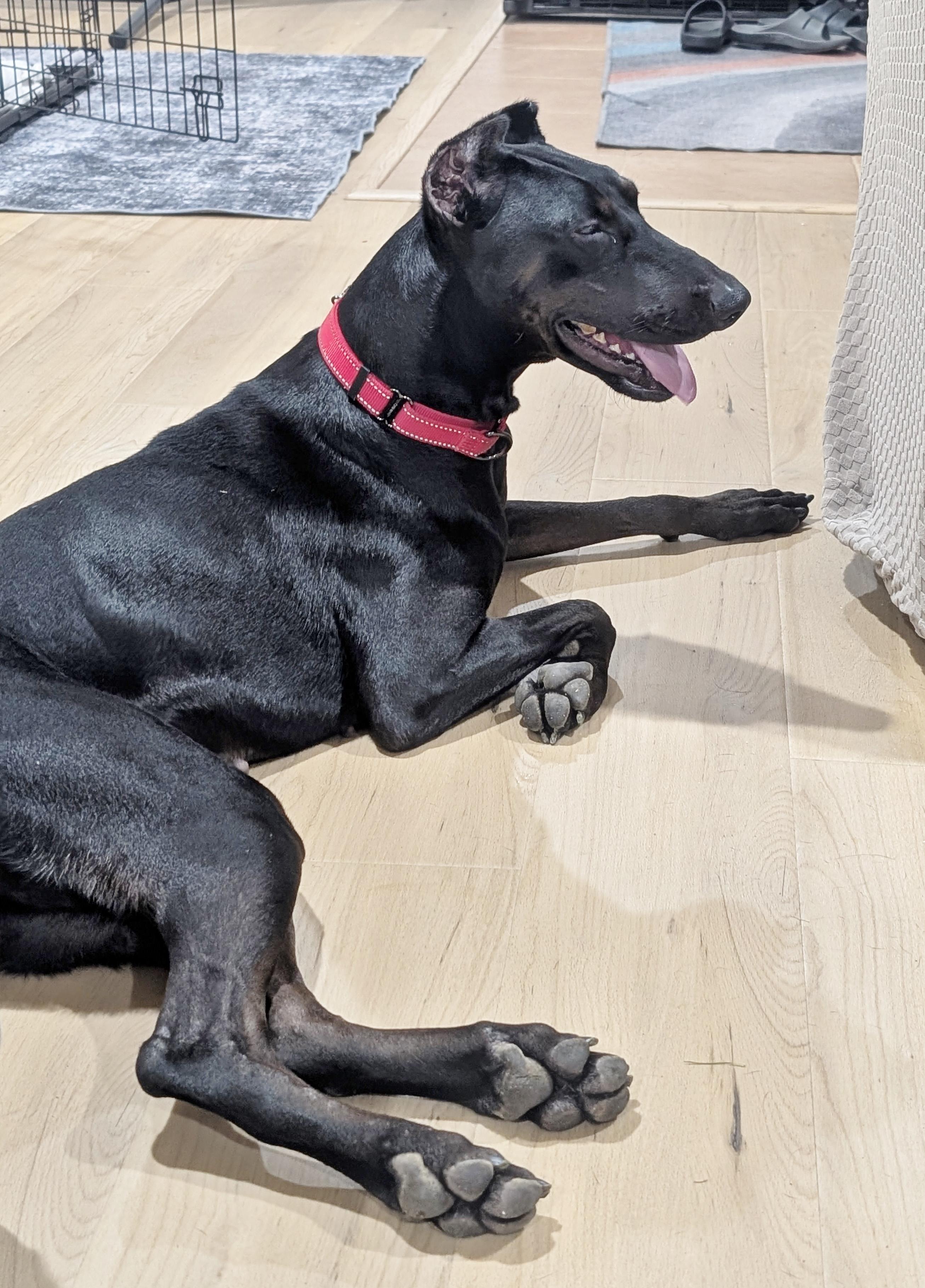 Enlarge Matrix, a Adopted Doberman Pinscher in Silver Spring, MD image 3/6