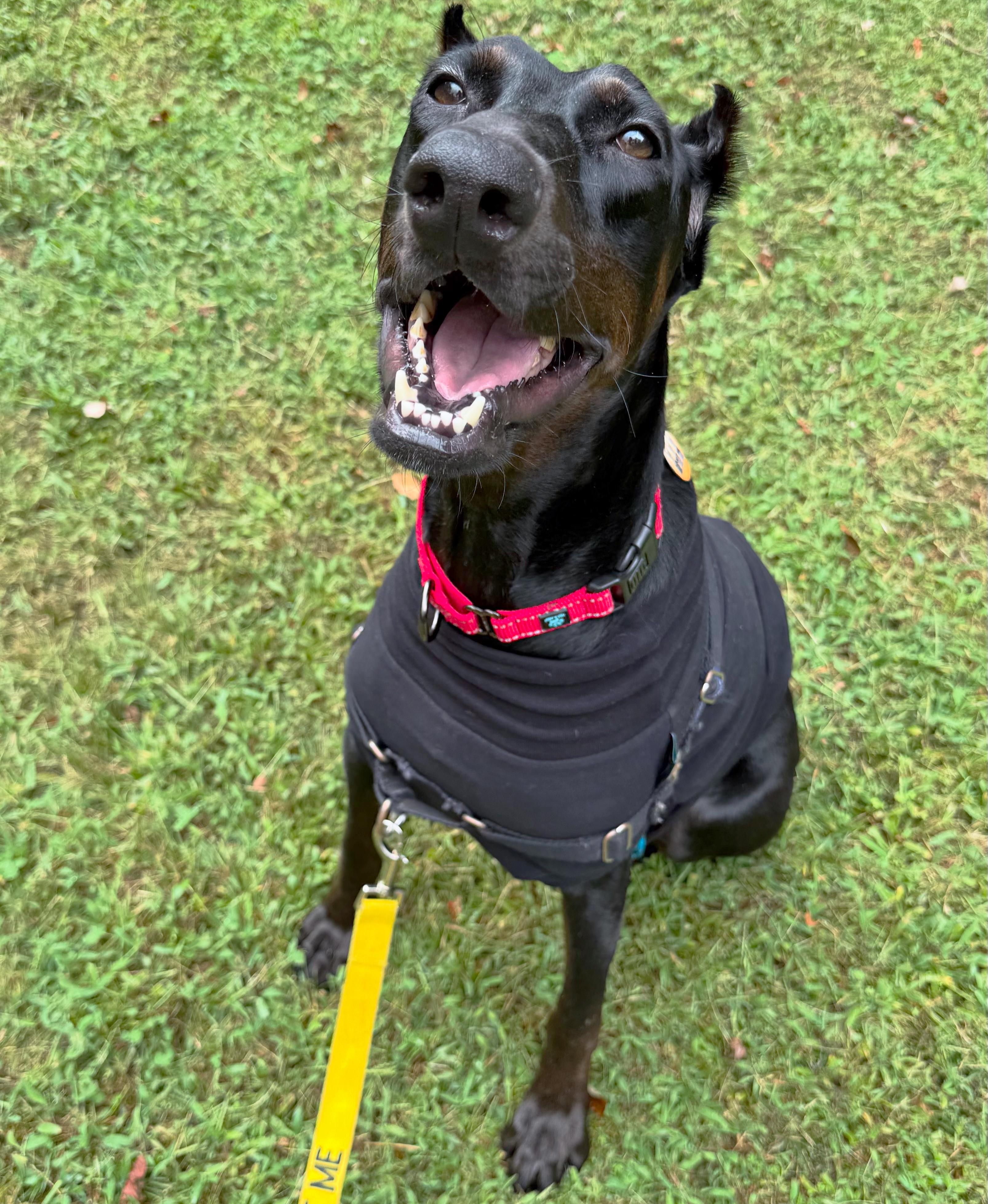 Enlarge Matrix, a Adopted Doberman Pinscher in Silver Spring, MD image 2/6