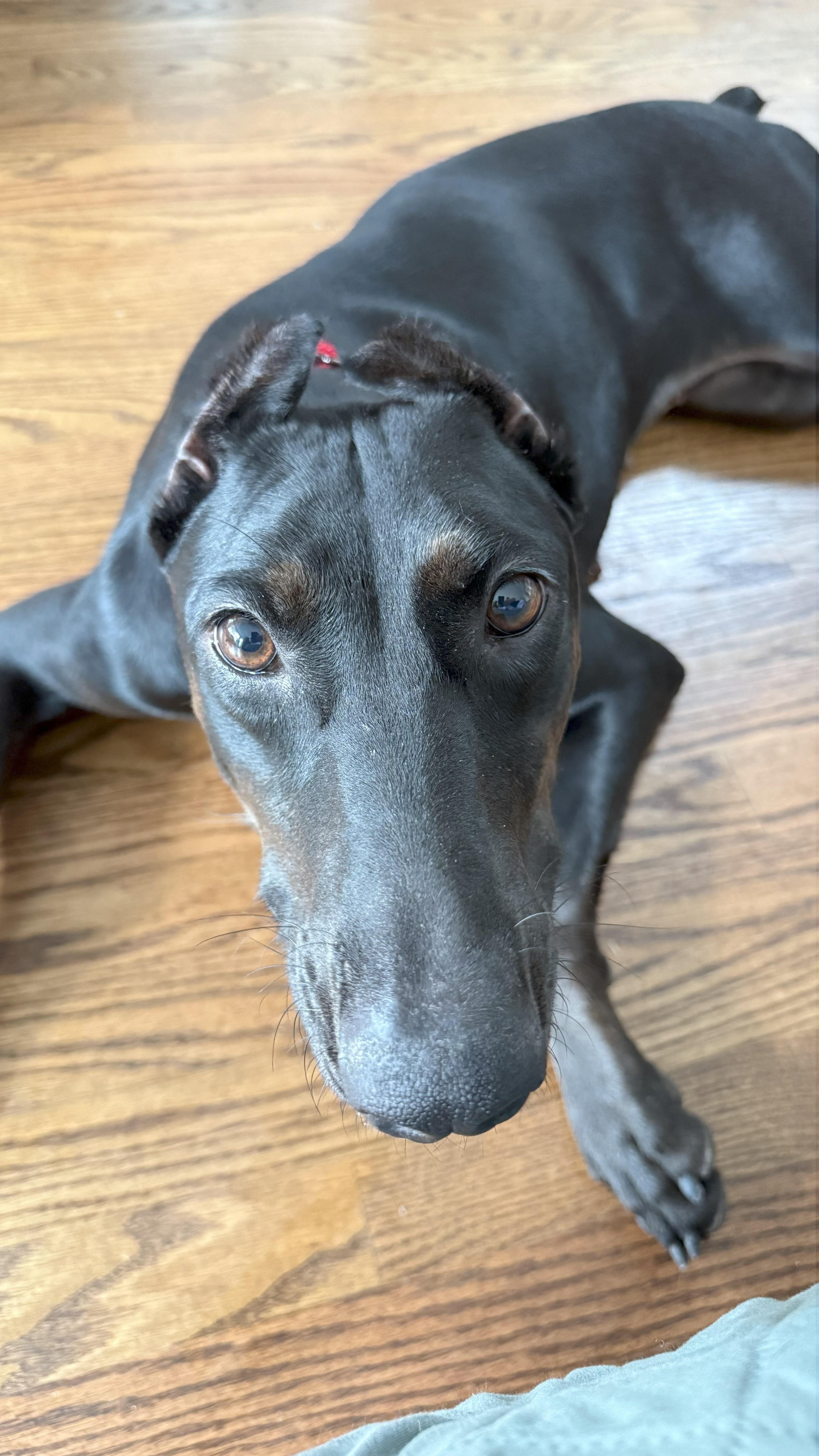 Enlarge Matrix, a Adopted Doberman Pinscher in Silver Spring, MD image 5/6
