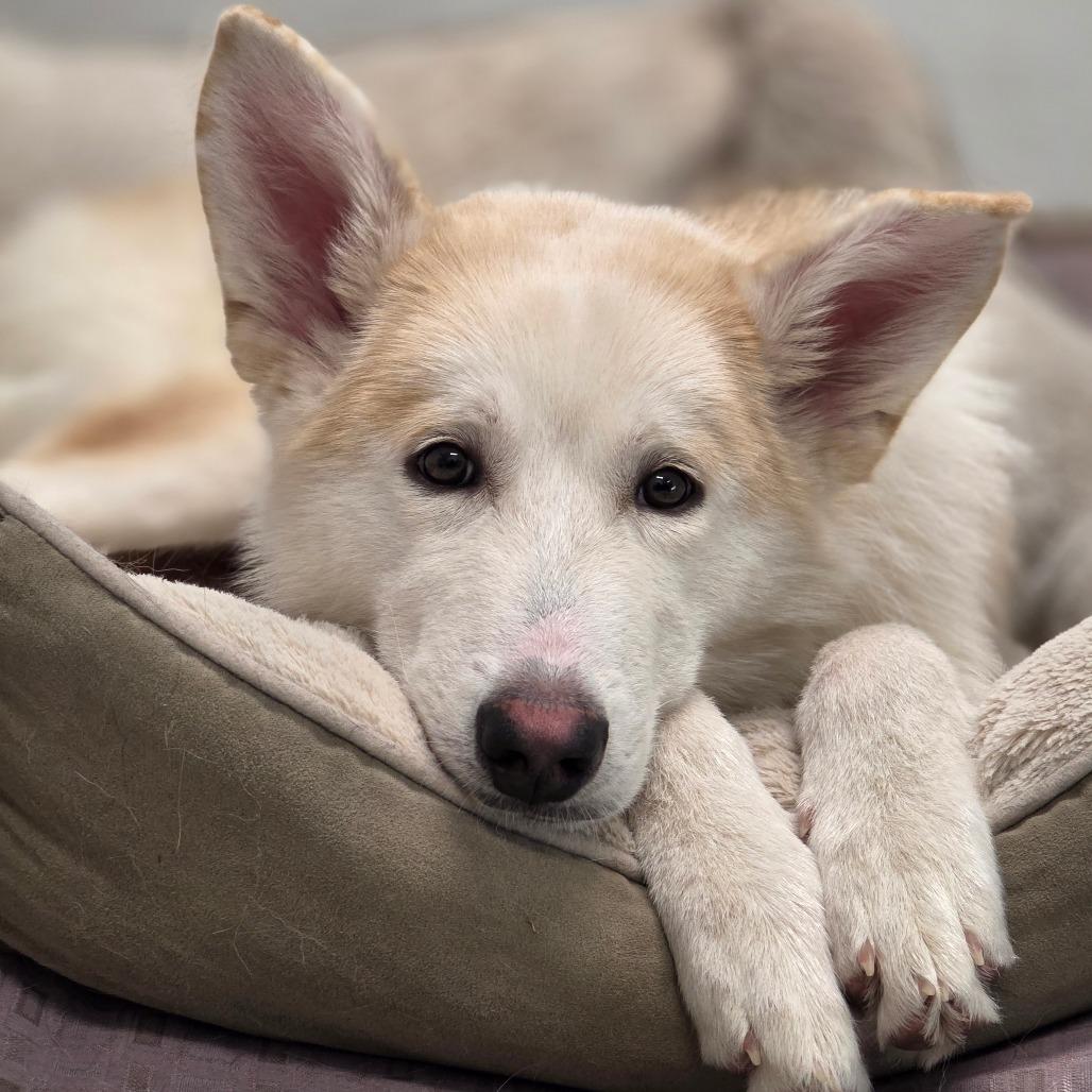 Foxy, Adoptable, Young Female Husky.