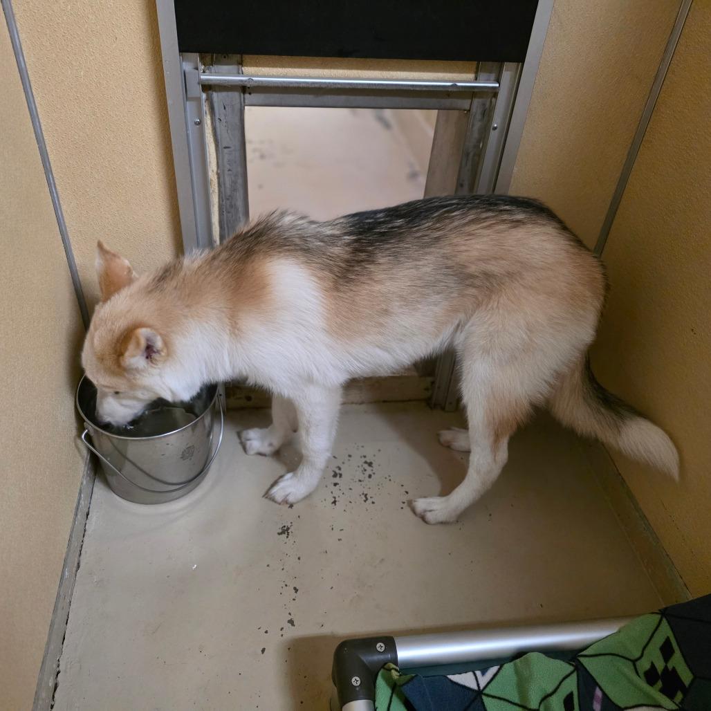 Enlarge Foxy, a Adoptable Husky in Mount Shasta, CA image 2/6