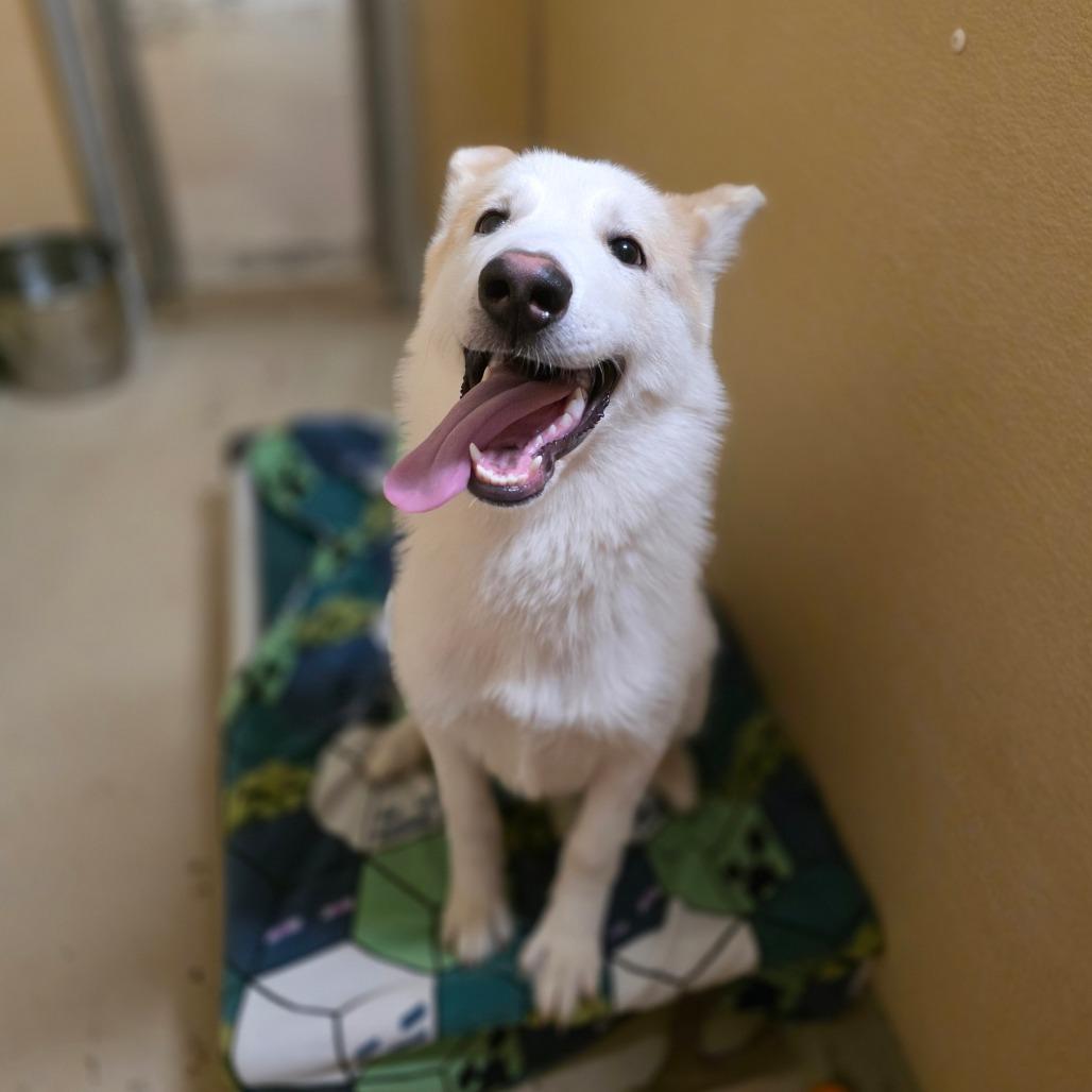 Enlarge Foxy, a Adoptable Husky in Mount Shasta, CA image 4/6