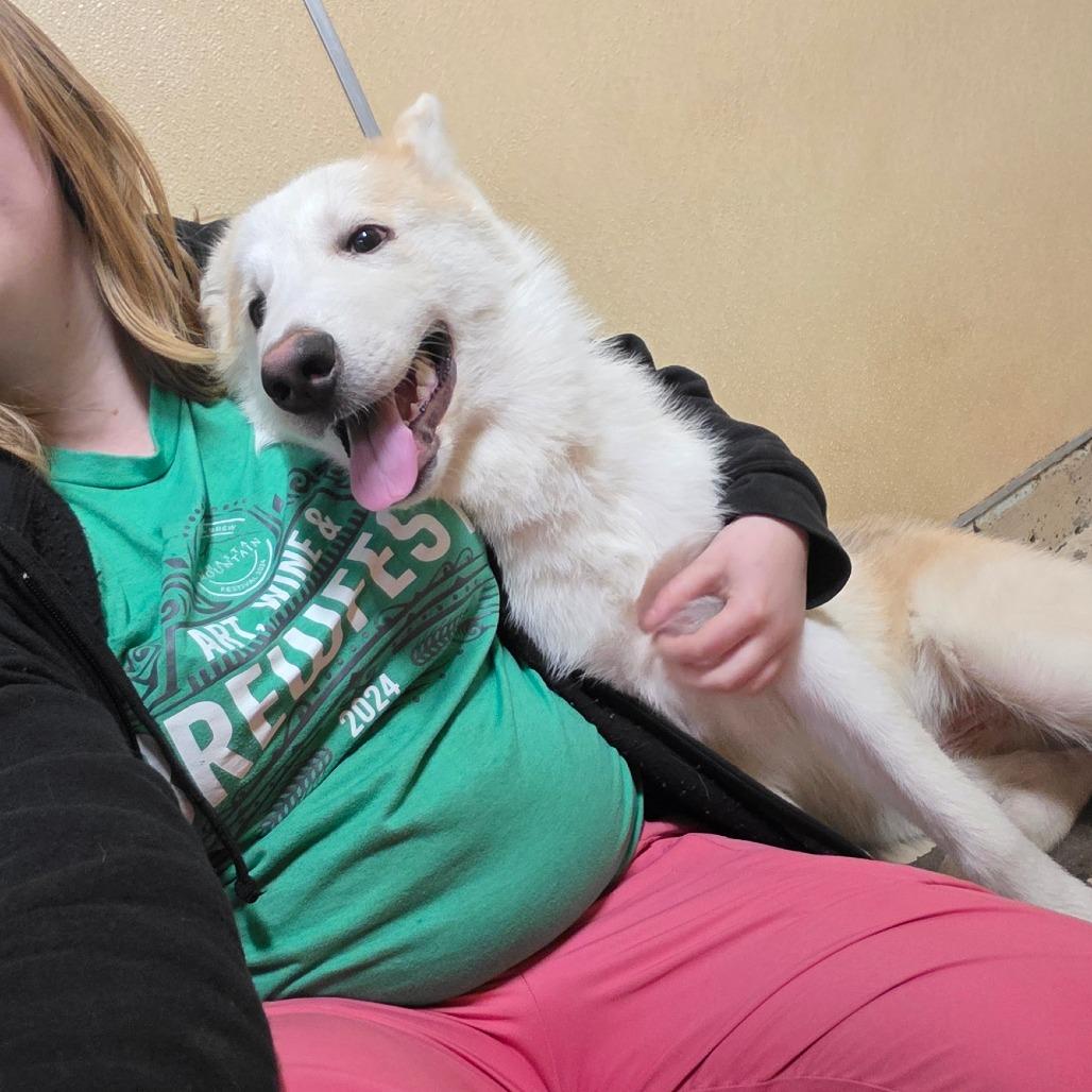 Enlarge Foxy, a Adoptable Husky in Mount Shasta, CA image 5/6