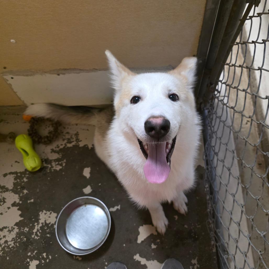 Enlarge Foxy, a Adoptable Husky in Mount Shasta, CA image 6/6
