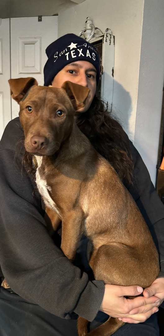 Hershey, a Adoptable mixed breed in Lodi, CA image 1/4