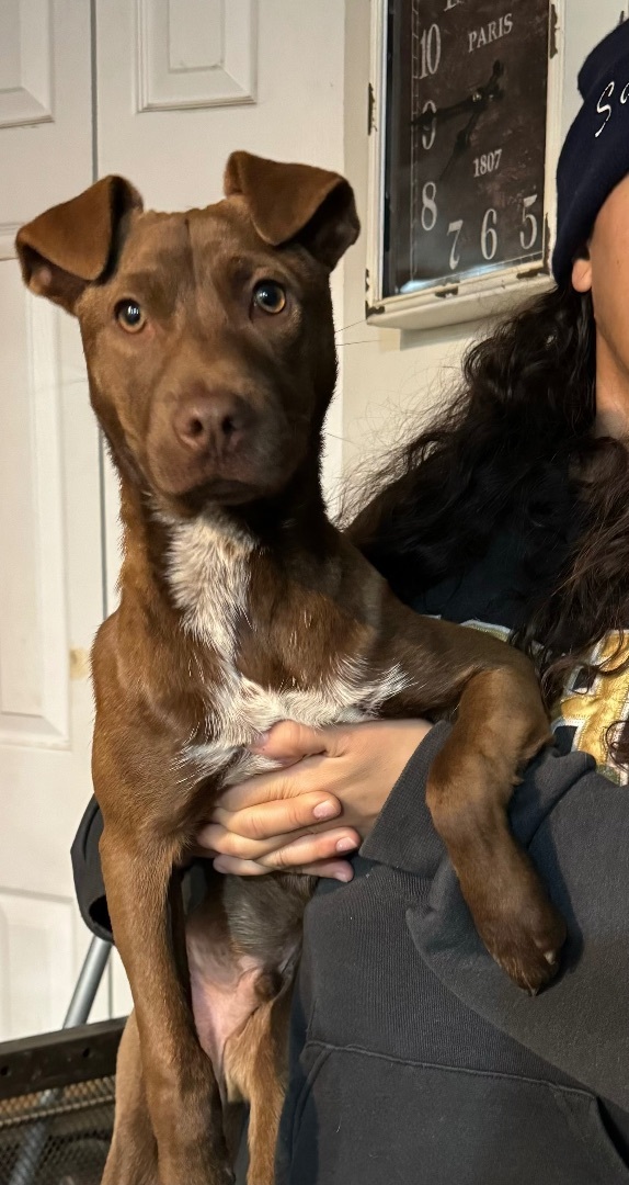 Hershey, a Adoptable mixed breed in Lodi, CA image 2/4