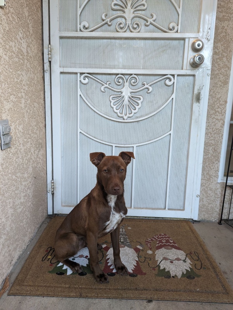 Hershey, a Adoptable mixed breed in Lodi, CA image 3/4