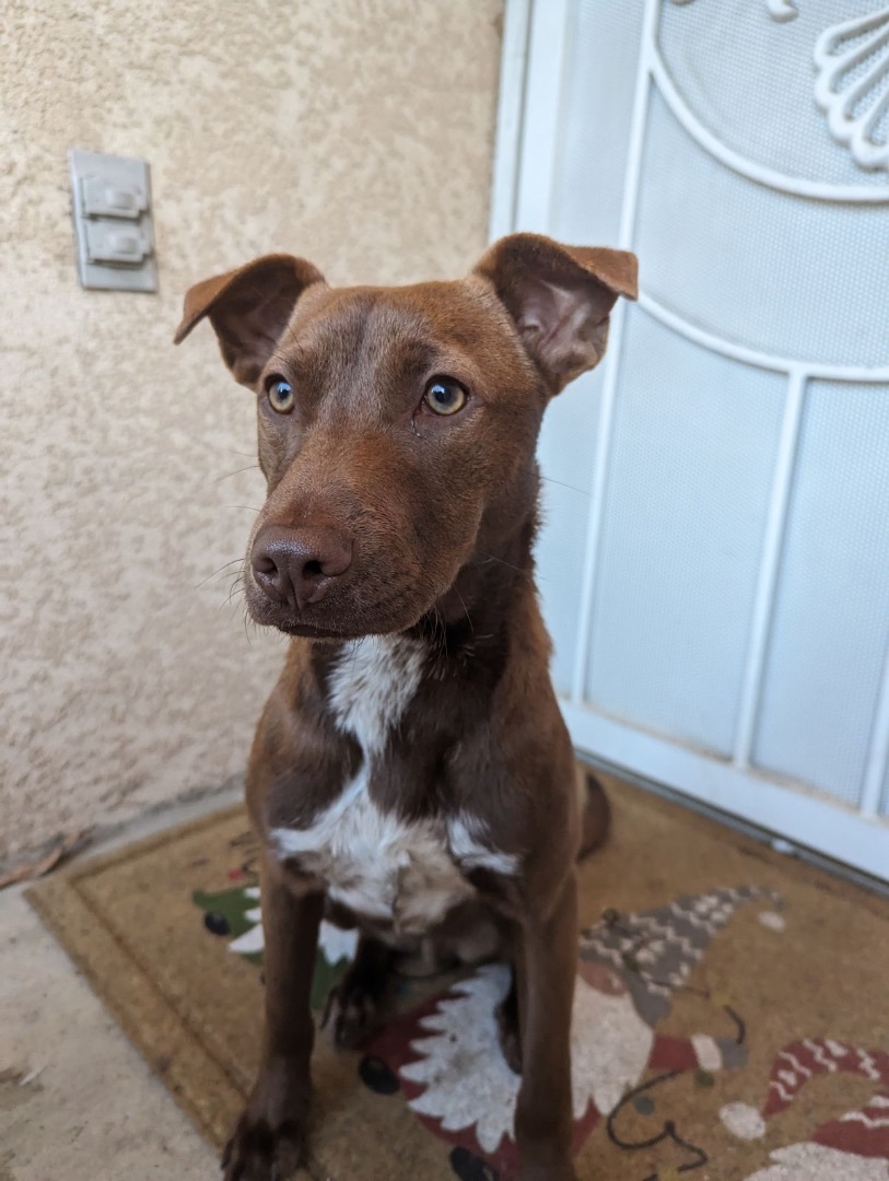 Hershey, a Adoptable mixed breed in Lodi, CA image 4/4