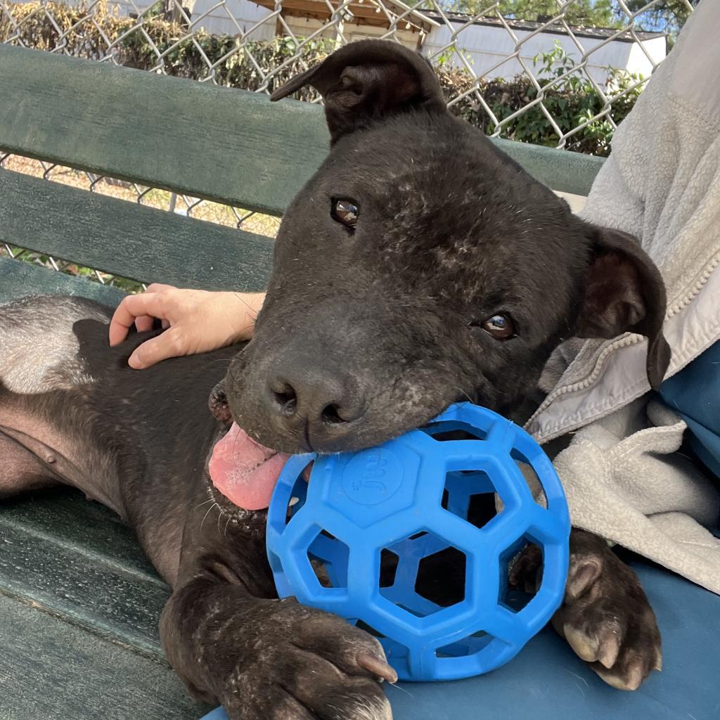 Enlarge Dolly, a ADOPTABLE American Staffordshire Terrier in White Rock, BC image 3/5