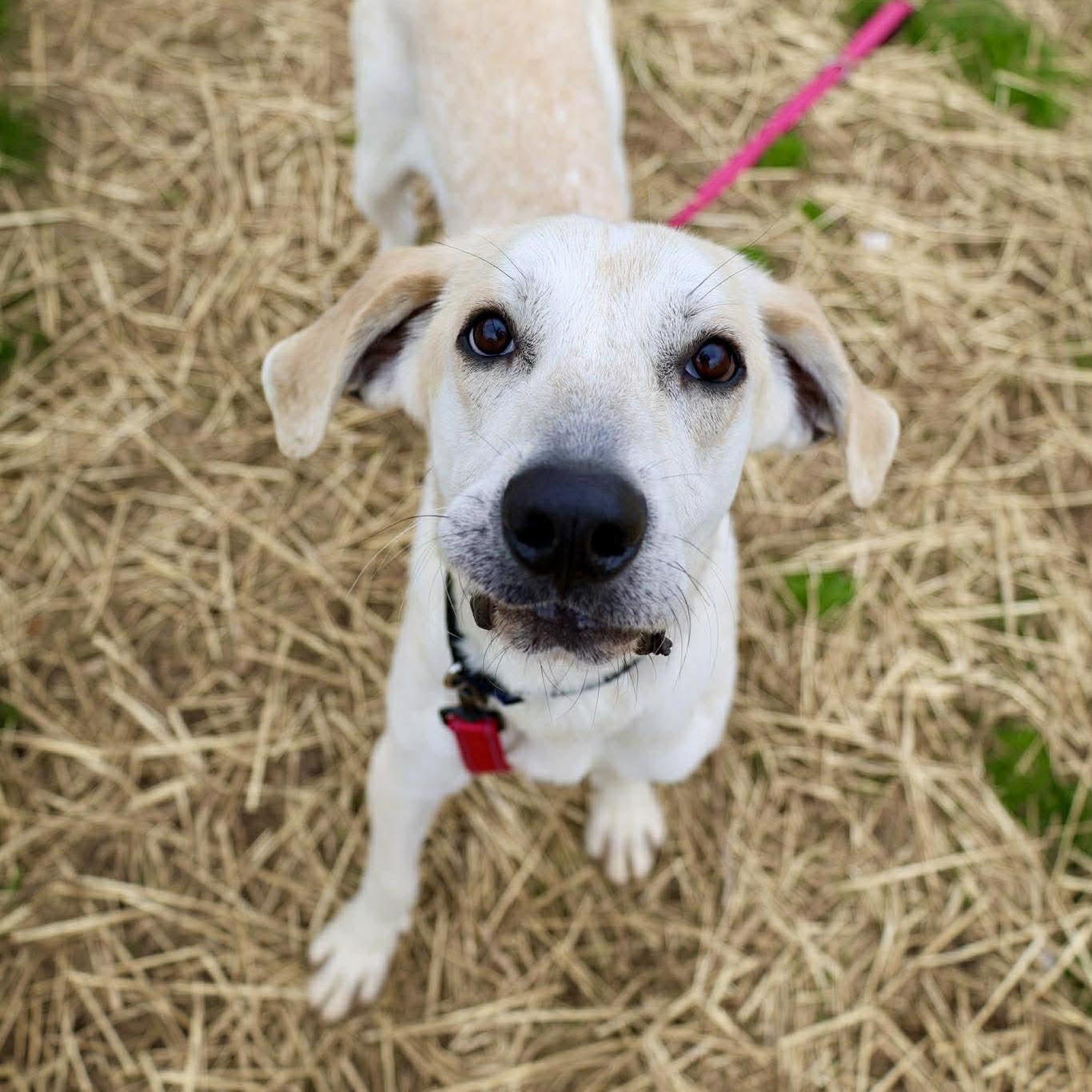 Enlarge Sunny, a ADOPTABLE mixed breed in Valparaiso, IN image 2/2