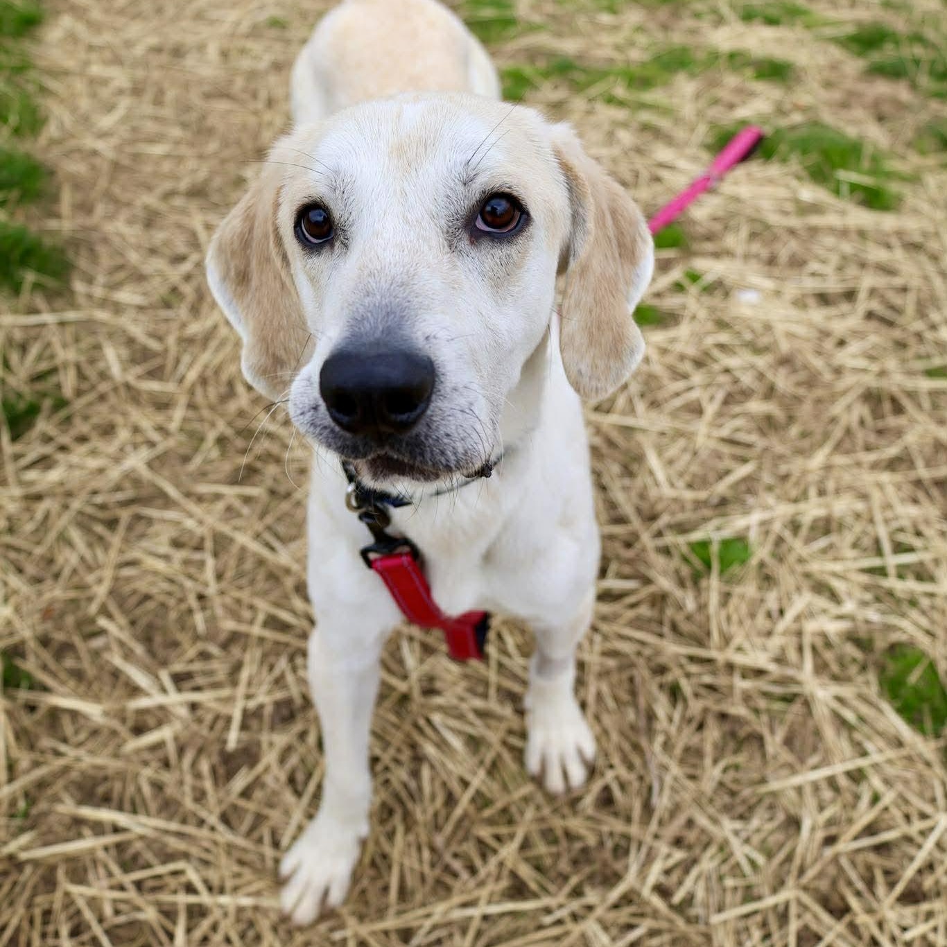 Enlarge Sunny, a ADOPTABLE mixed breed in Valparaiso, IN image 1/2