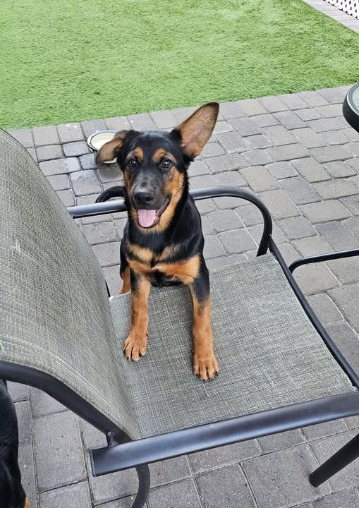 Baby Spice, Adoptable, Puppy Female Mixed Breed.