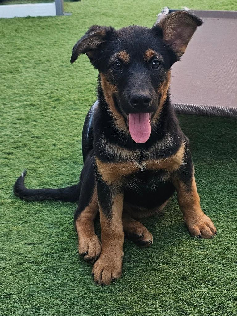 Enlarge Baby Spice, a Adoptable Mixed Breed in Mesa, AZ image 3/4