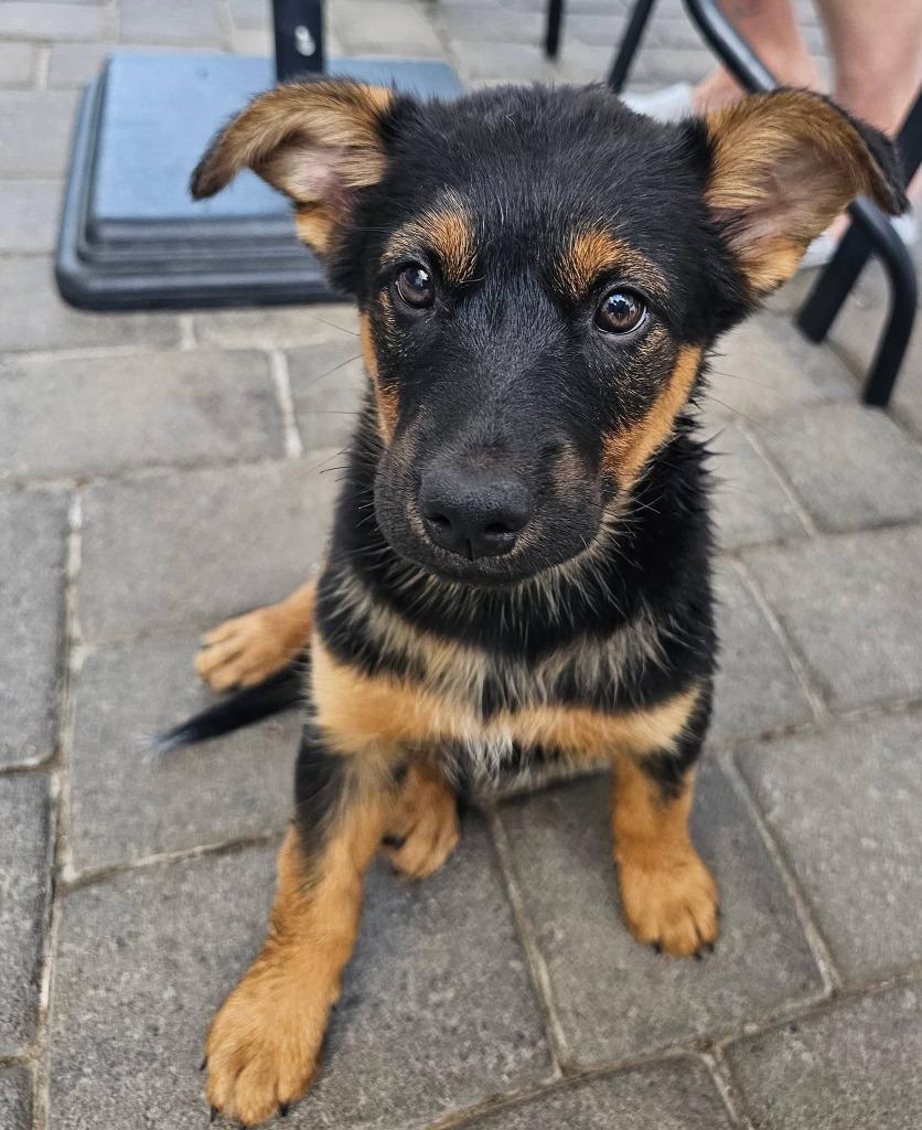 Enlarge Baby Spice, a Adoptable Mixed Breed in Mesa, AZ image 4/4