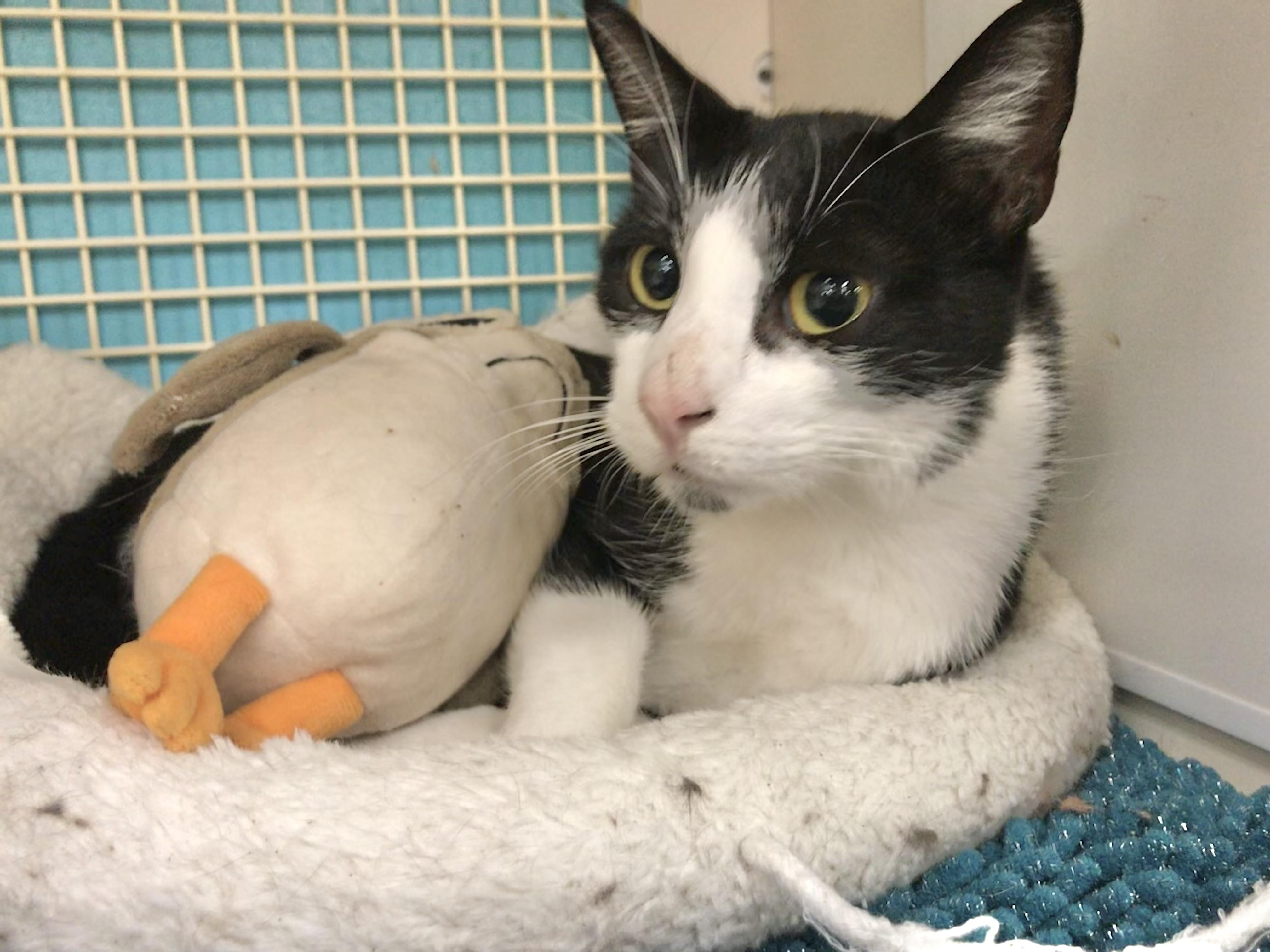 Arrow — thumbnail 3