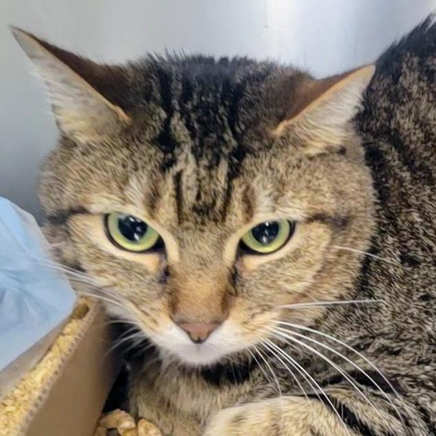 Joffrey, a Adoptable Domestic Short Hair in Westminster, CA image 1/2