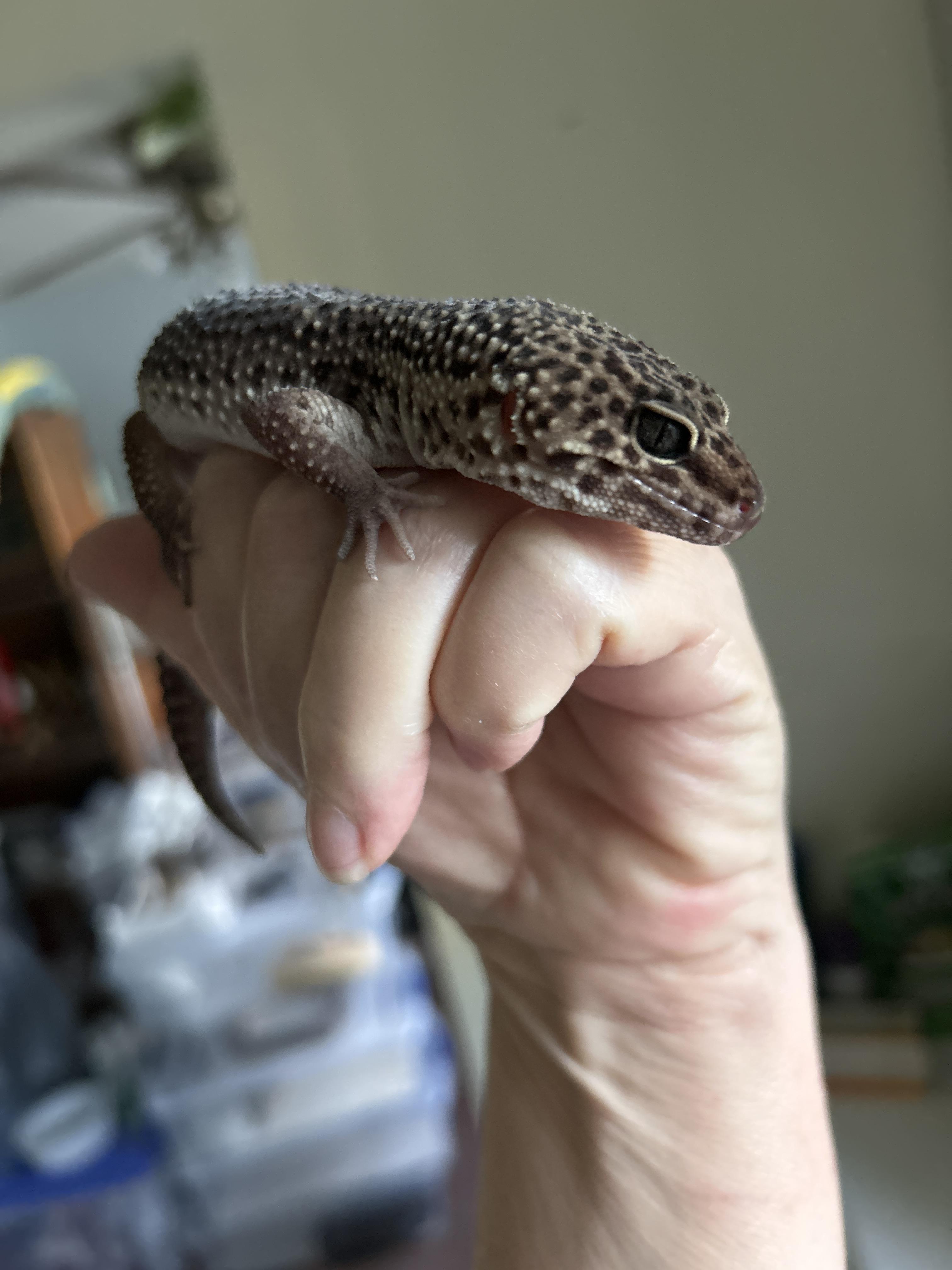 Leopard Gecko 3