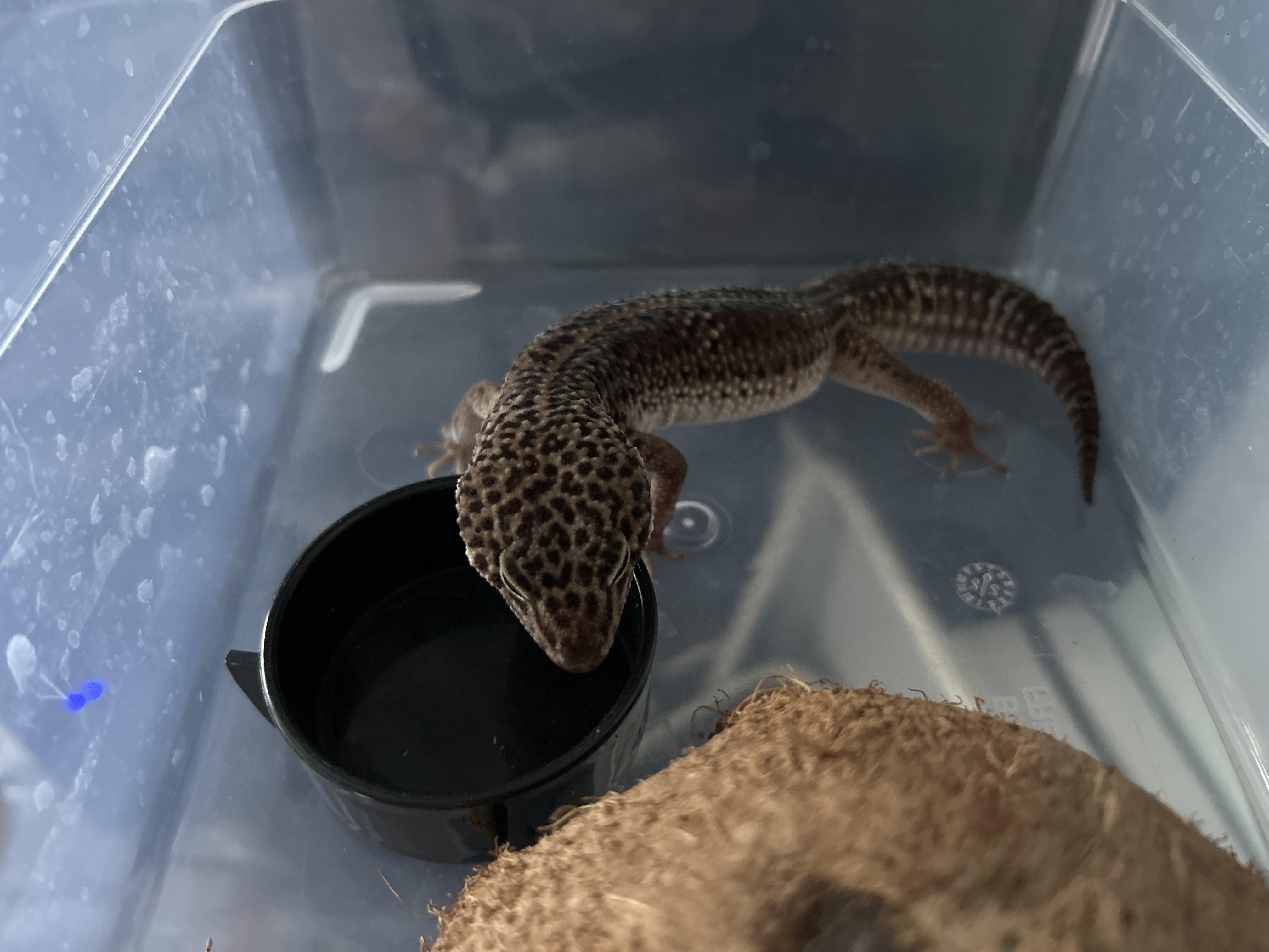 Leopard Gecko 3 photo 2