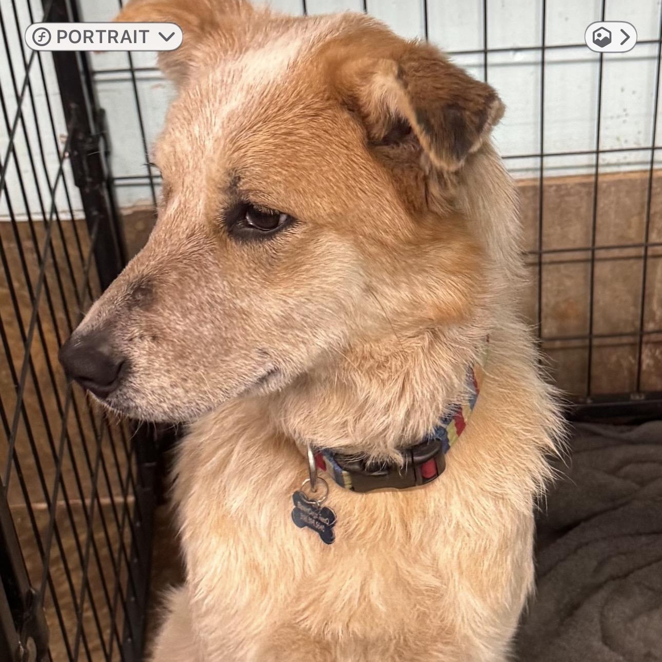 Enlarge Sunflower, a ADOPTABLE mixed breed in Louisburg, KS image 3/6