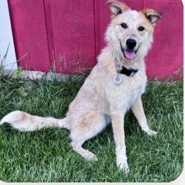 Sunflower, ADOPTABLE, Young Female Australian Cattle Dog / Blue Heeler.