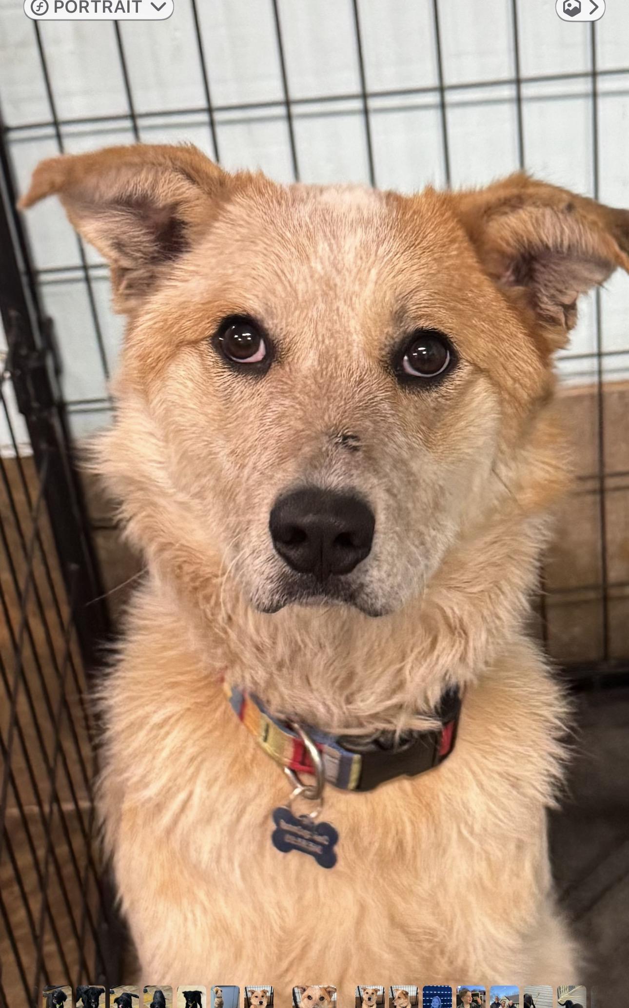 Enlarge Sunflower, a ADOPTABLE mixed breed in Louisburg, KS image 6/6