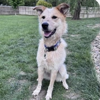 Enlarge Sunflower, a ADOPTABLE mixed breed in Louisburg, KS image 2/6