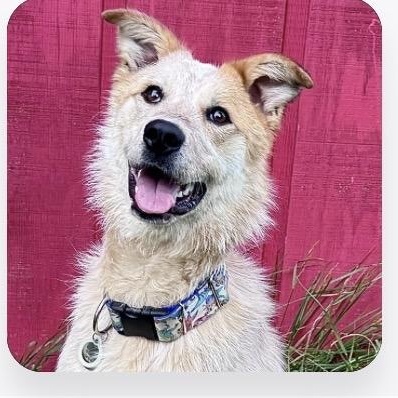Sunflower, ADOPTABLE, Young Female Australian Cattle Dog / Blue Heeler.