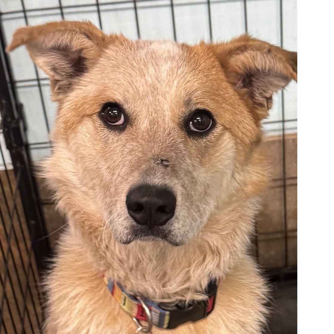 Enlarge Sunflower, a ADOPTABLE mixed breed in Louisburg, KS image 4/6