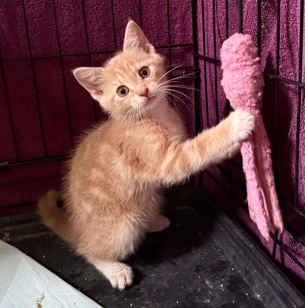 Felix, Adoptable, Kitten Male Domestic Short Hair.