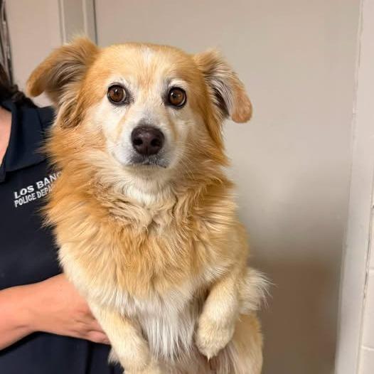 26-1101, Adoptable, Adult Male Spaniel.