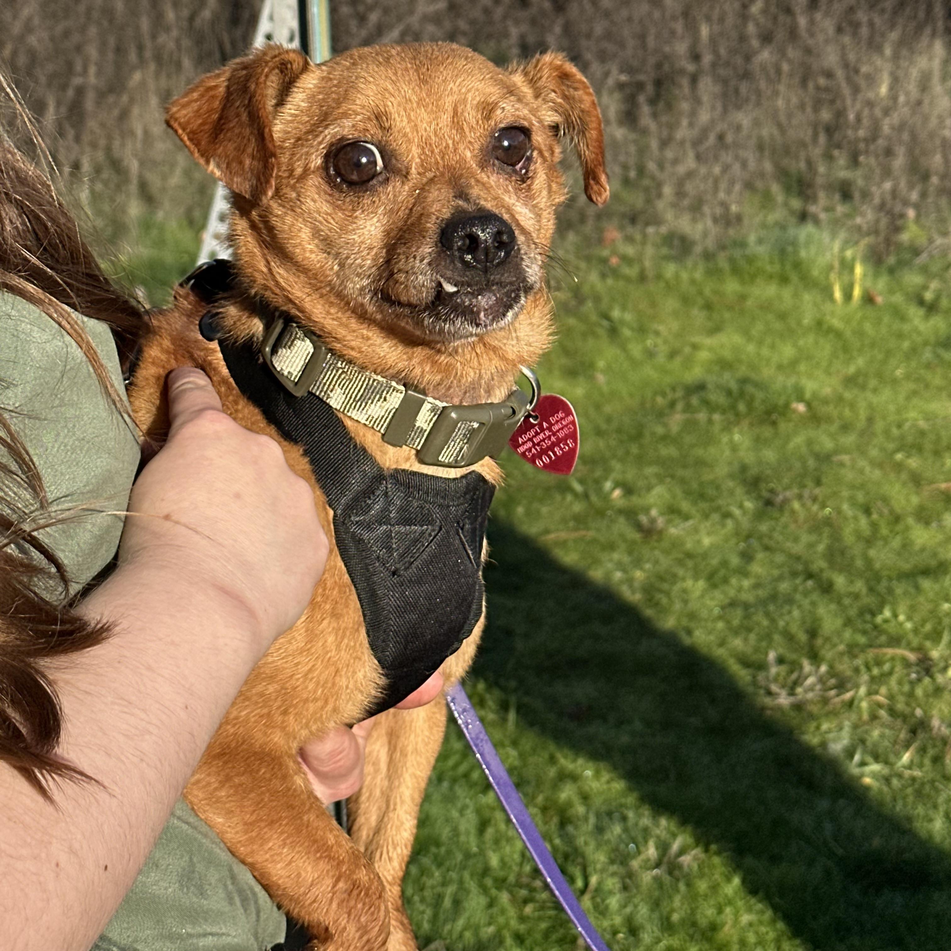 Toby, ADOPTABLE, Adult Male Chihuahua & Pug.