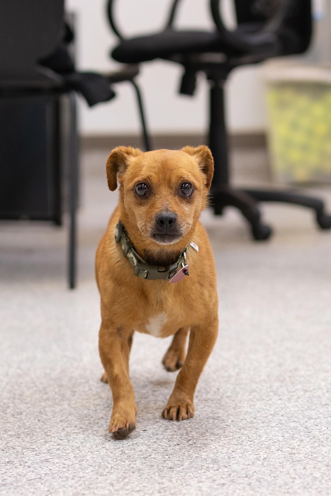 Toby, a ADOPTABLE mixed breed in Hood River, OR image 2/4