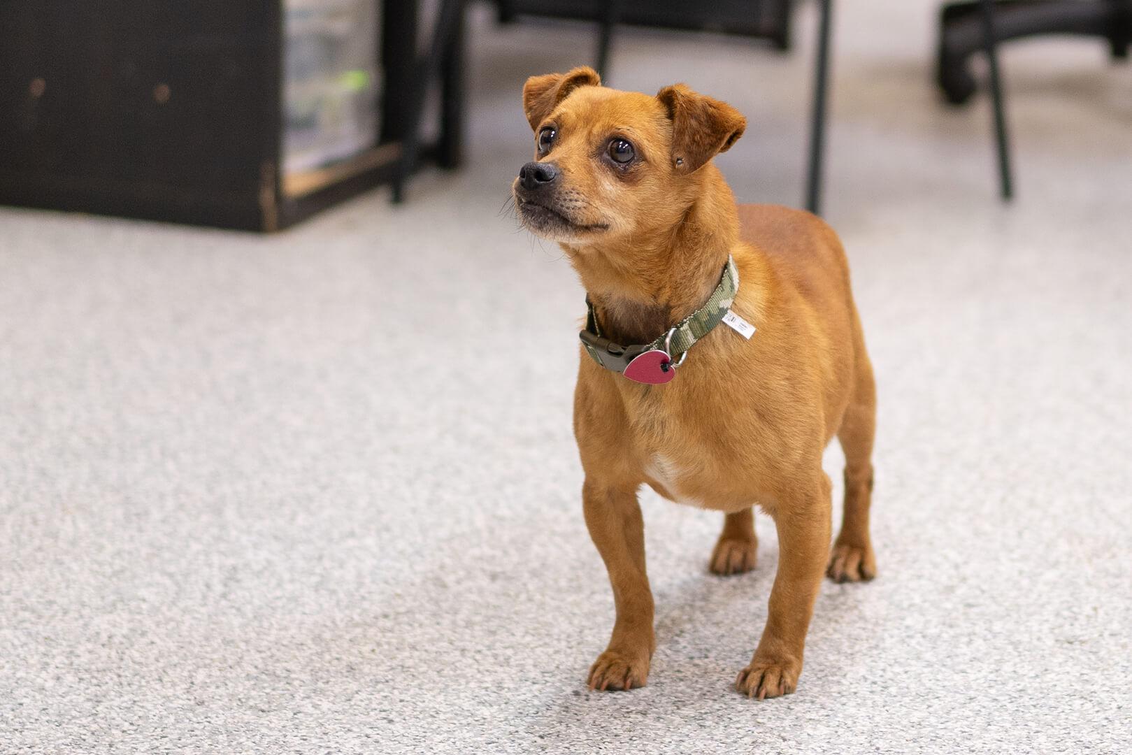 Toby, a ADOPTABLE mixed breed in Hood River, OR image 3/4