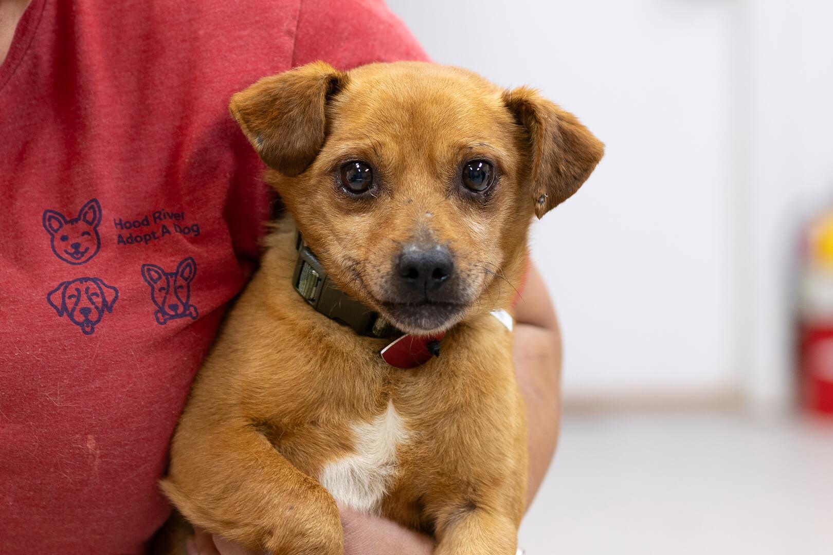 Toby, a ADOPTABLE mixed breed in Hood River, OR image 4/4
