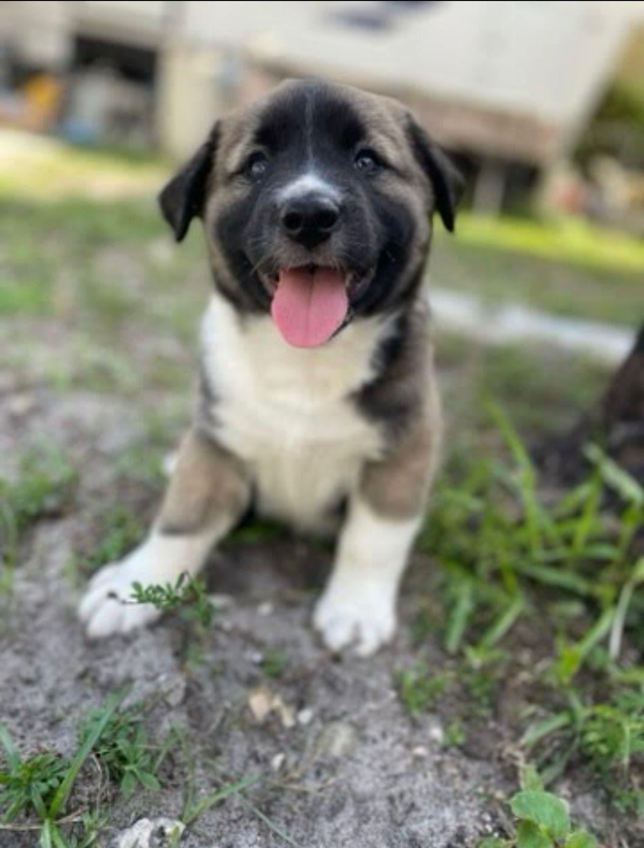 Enlarge Flint, an adopted Cattle Dog in Rockledge, FL image 3/4
