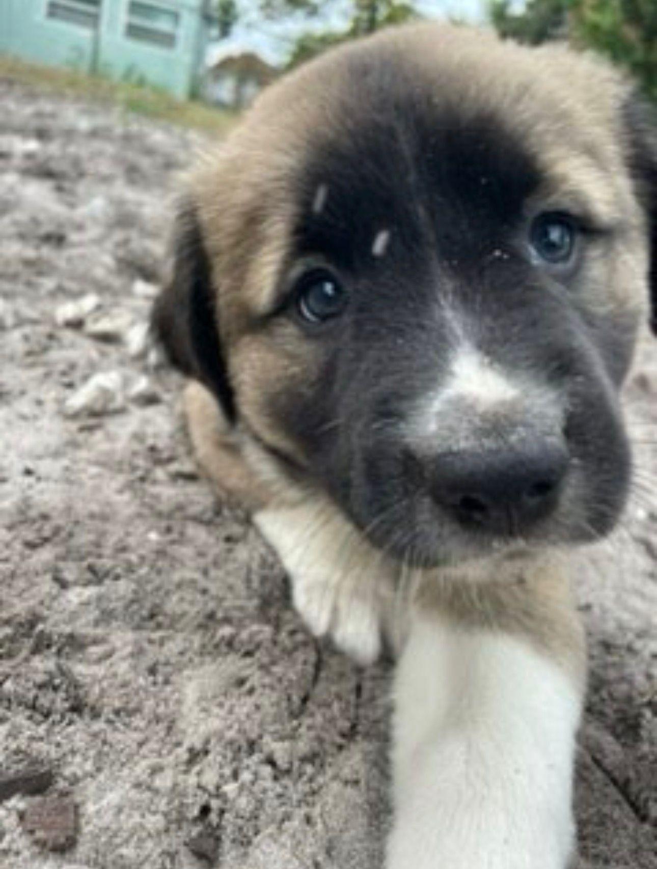 Enlarge Flint, an adopted Cattle Dog in Rockledge, FL image 2/4