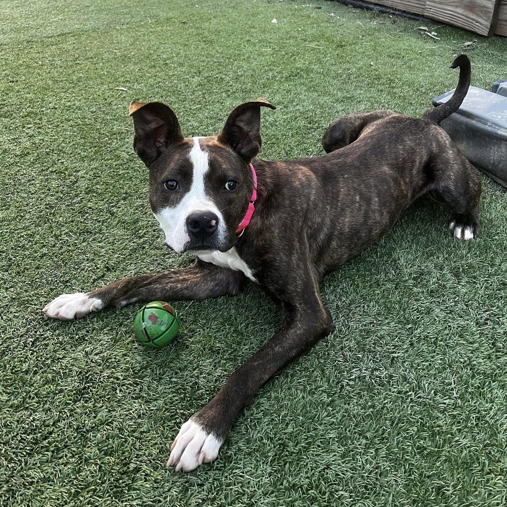 Enlarge Joey Taco, a Adoptable mixed breed in Long Island City, NY image 1/5