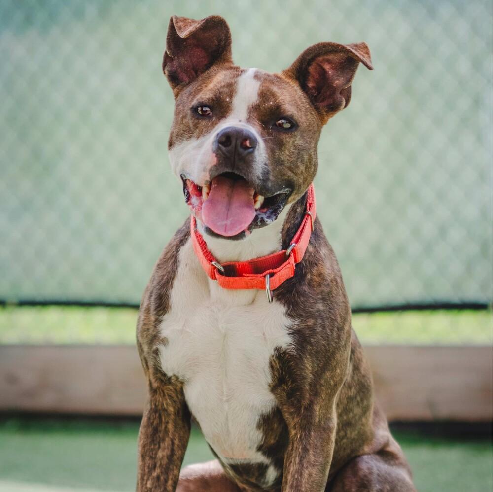 Enlarge Joey Taco, a Adoptable mixed breed in Long Island City, NY image 3/5