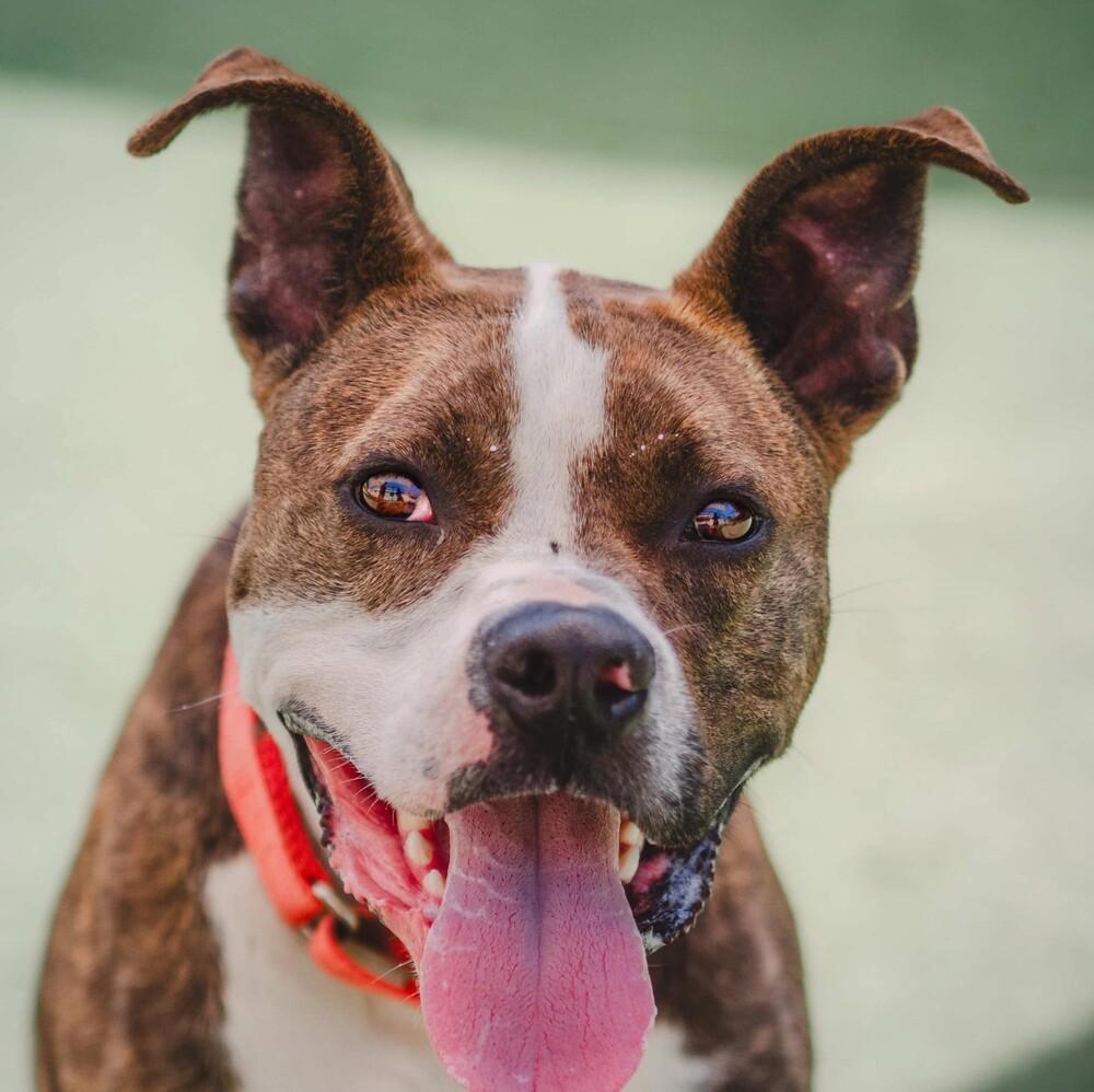 Enlarge Joey Taco, a Adoptable mixed breed in Long Island City, NY image 4/5