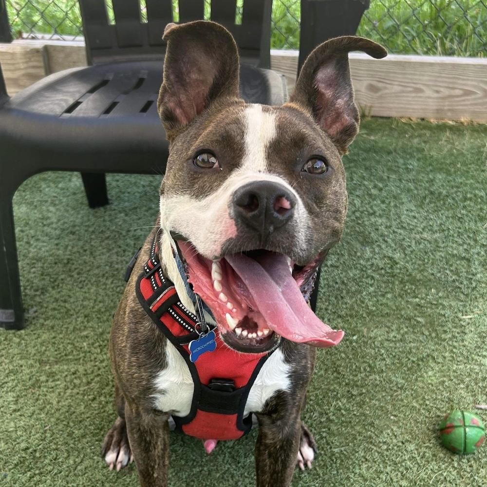 Enlarge Joey Taco, a Adoptable mixed breed in Long Island City, NY image 5/5