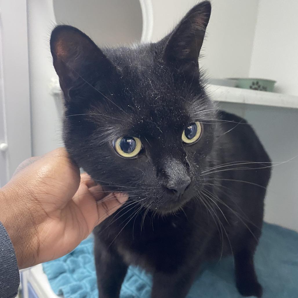 Enlarge Spooky, a Adoptable Domestic Short Hair in Philadelphia, PA image 1/1