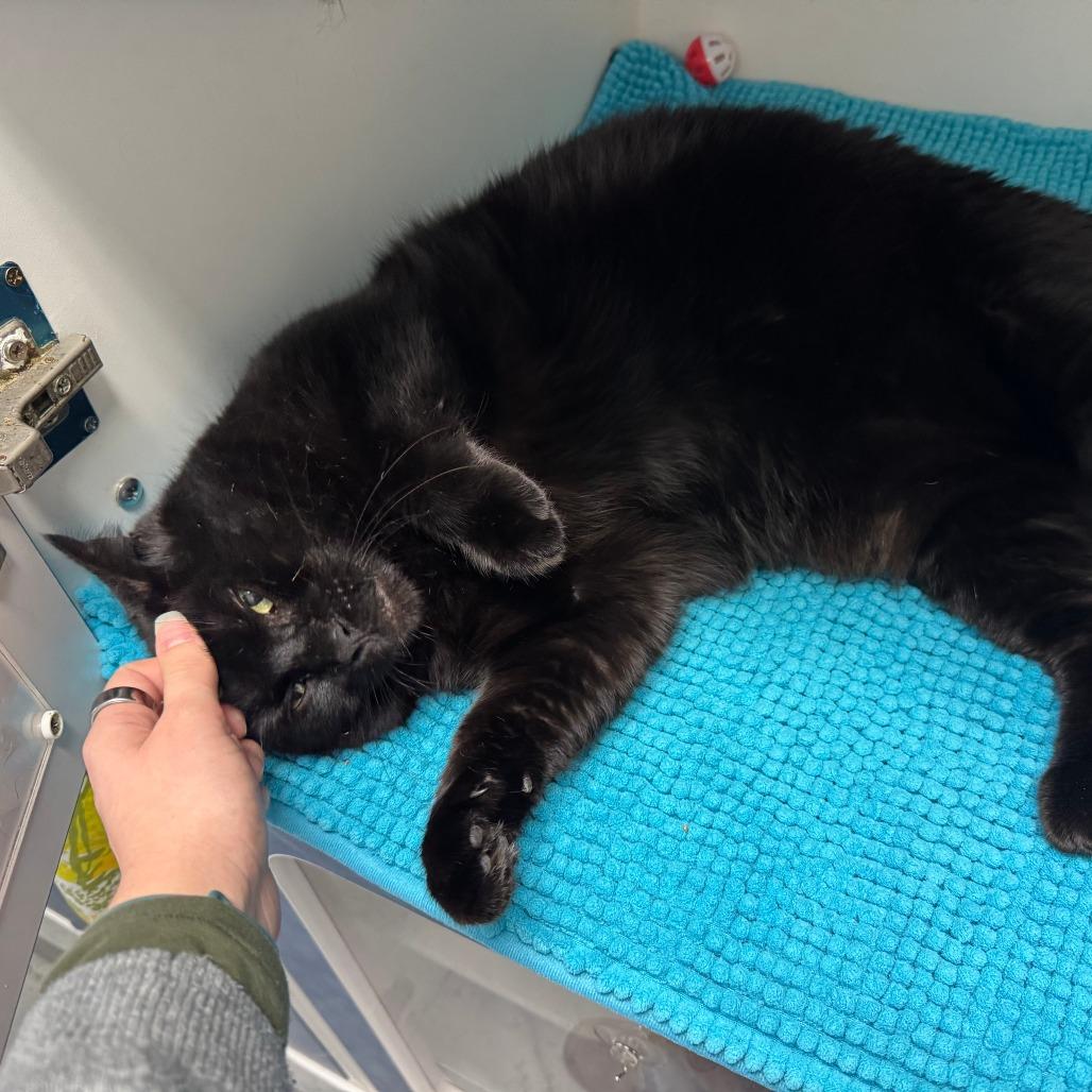 Spooky, Adoptable, Adult Male Domestic Short Hair.