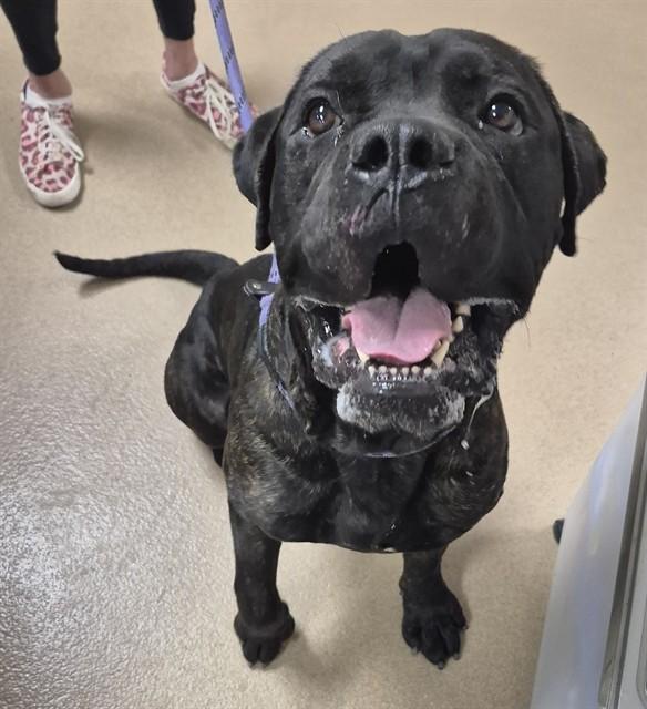 BIG X, Adoptable, Adult Male Mastiff & Mixed Breed.