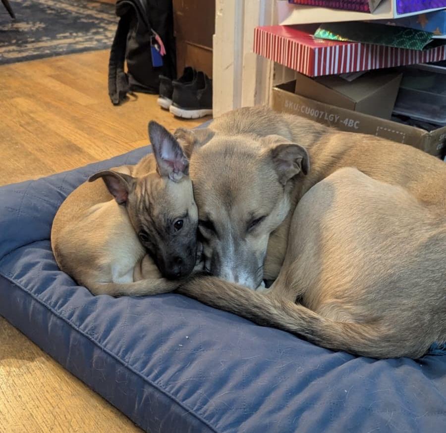 Enlarge Sparkle, a ADOPTABLE mixed breed in Seattle, WA image 3/5