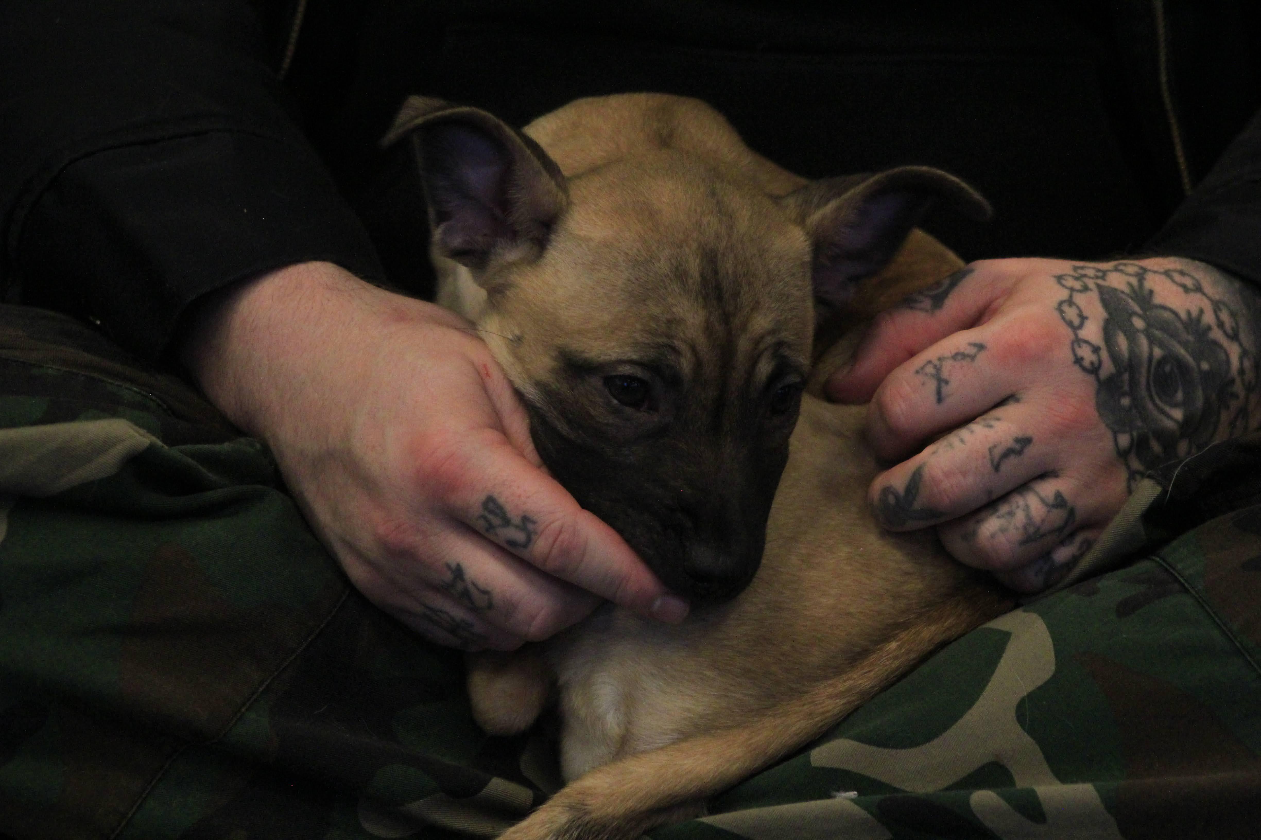 Enlarge Sparkle, a ADOPTABLE mixed breed in Seattle, WA image 2/5