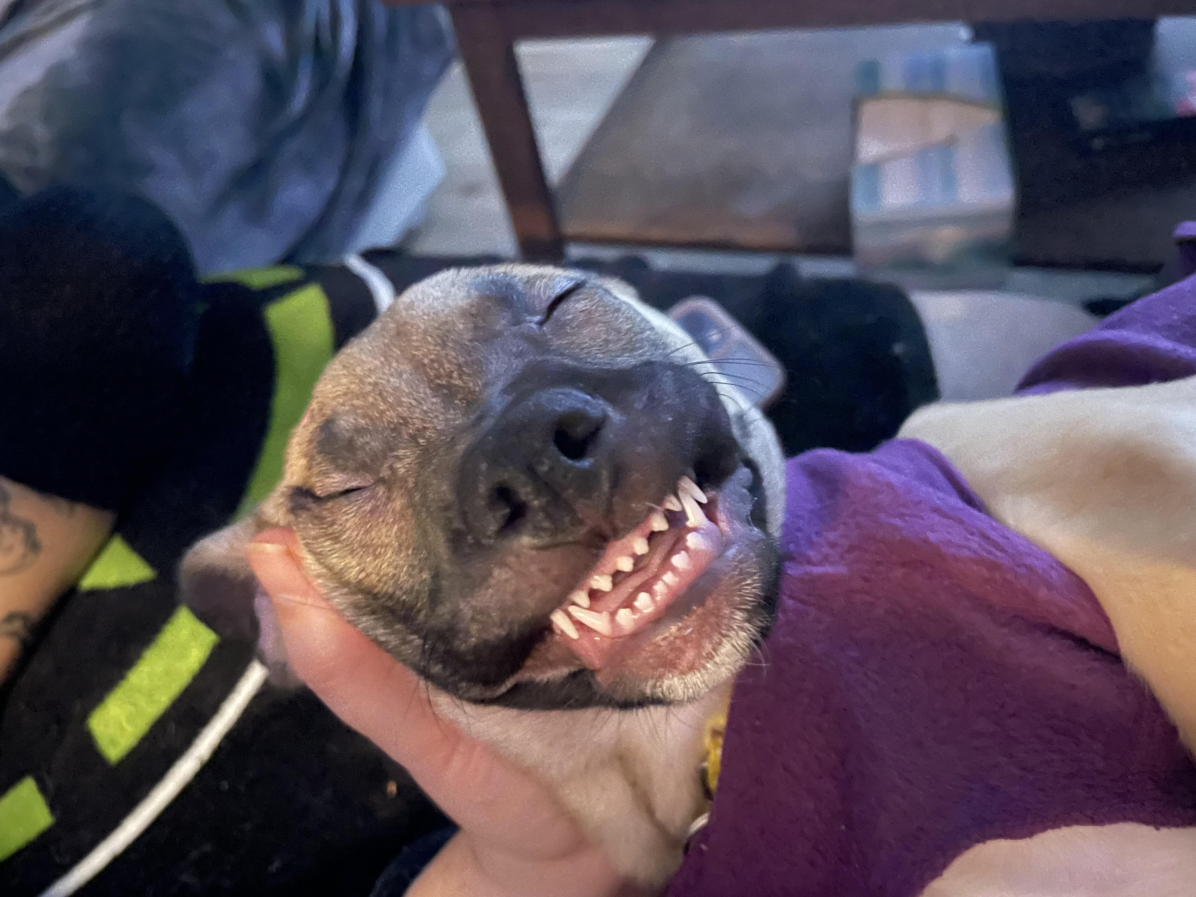 Enlarge Sparkle, a ADOPTABLE mixed breed in Seattle, WA image 5/5